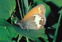 Coenonympha arcania