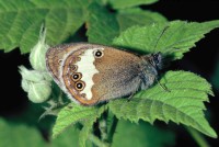 Coenonympha arcania