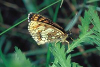 Melitaea diamina