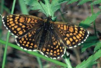 Melitaea diamina