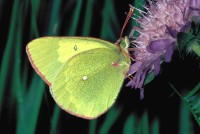 Colias palaeno