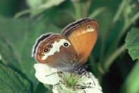 Coenonympha arcania