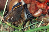 Limenitis populi