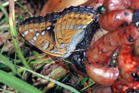 Limenitis populi