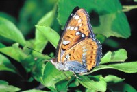 Limenitis populi