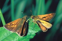 Ochlodes venatus