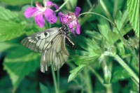 Parnassius mnemosyne