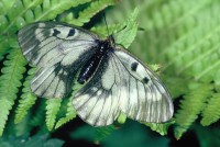 Parnassius mnemosyne