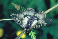 Parnassius mnemosyne