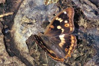 Apatura ilia f. clytie