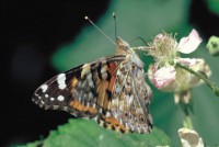 Vanessa cardui