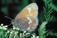 Coenonympha tullia