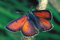 Lycaena hippothoe