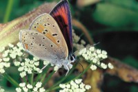 Lycaena hippothoe