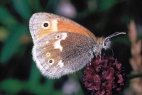 Coenonympha tullia