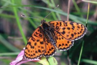 Melitaea didyma