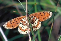 Melitaea didyma