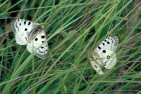 Parnassius apollo