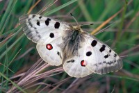 Parnassius apollo