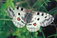 Parnassius apollo