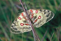 Parnassius apollo