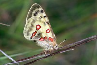 Parnassius apollo