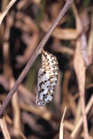 Melitaea didyma