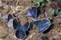 Cyaniris semiargus