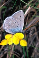 Cyaniris semiargus