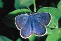 Cyaniris semiargus