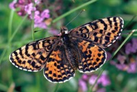 Melitaea didyma