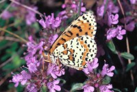 Melitaea didyma