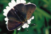 Lycaena tityrus ssp. subalpina