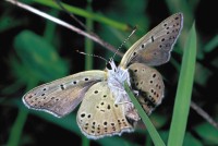 Lycaena tityrus ssp. subalpina