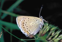 Lycaena tityrus ssp. subalpina