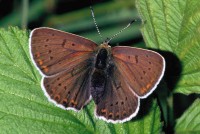 Lycaena tityrus ssp. subalpina