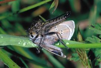 Cyaniris semiargus