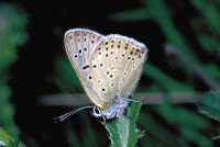 Lycaena tityrus ssp. subalpina