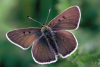 Lycaena tityrus ssp. subalpina