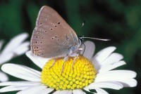 Lycaena hippothoe ssp. eurydame