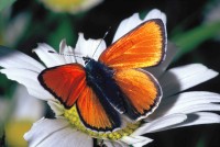 Lycaena hippothoe ssp. eurydame