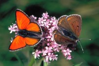 Lycaena hippothoe ssp. eurydame