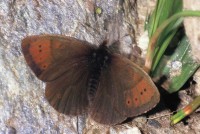 Erebia pandrose