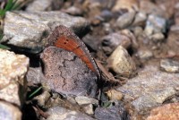 Erebia pandrose