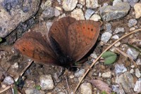 Erebia pandrose