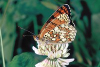 Melitaea phoebe