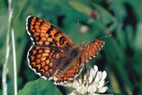 Melitaea phoebe