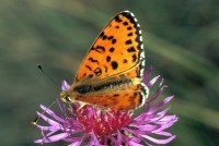 Melitaea didyma