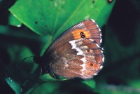 Erebia ligea