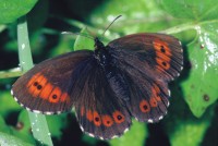 Erebia ligea